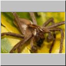 Pisaura mirabilis - Listspinne 08.jpg